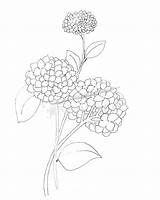 Hydrangea Coloring Drawing Pages Flower Peonies Peony Simple Justpaintitblog Flowers Color Getdrawings Sheets Colouring Leave Colleen Comment June Adult Paint sketch template