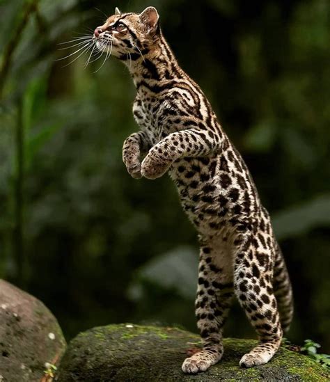 big cats wildlife on instagram “the beautiful 😍 margay is a small wild