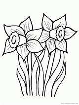 Daffodil Coloring Flower Pages Daffodils Drawing Line Drawings Print Květiny Creative Jarní Spring Clipart Cz Flowers Narcis Vytisknutí Clip Obrázky sketch template