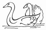 Cisne Cisnes Laminas Pintar sketch template