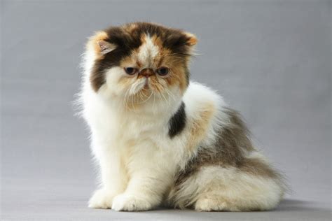 long haired calico cat  cats   blog cattitude