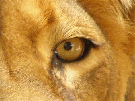 Datei Lion Panthera Leo Eye Close Up  Wikipedia