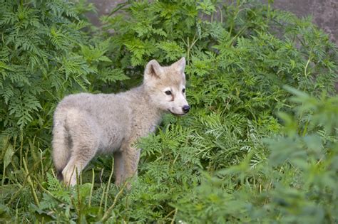 facts  baby wolves sciencing