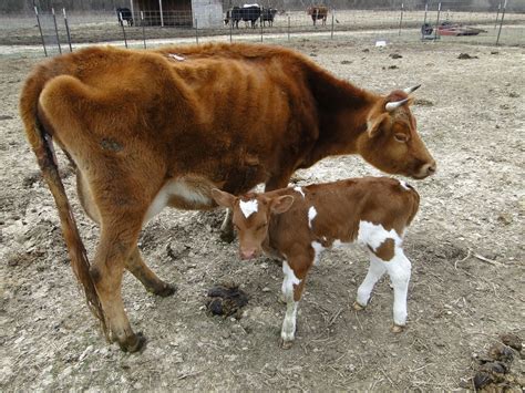 accidental farmer retired   bull calf