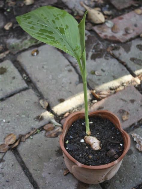 grow turmeric root      blog pinterest