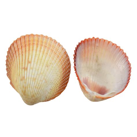 speckled cockle shells for crafts 1 5 1 75 1 gallon