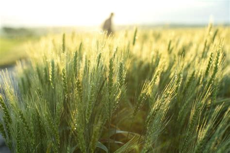 usda awards blades foundation    study wild emmer wheat