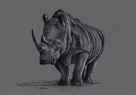 original charcoal drawing   rhino wildlife original art etsy