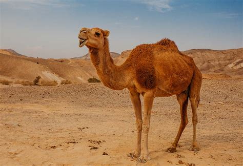 camel  city safari