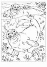 Seal Monk Coloring Animals Pages sketch template