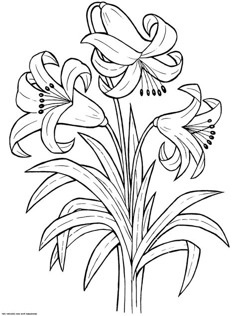 printable lily flower coloring pages  worksheets printable flower