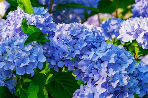 10 Bunga Berwarna Biru Yang Mempesona My Simple Tricks