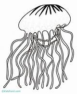 Coloring Jellyfish Qualle Ausmalbild Jelly Kostenlos Stencil Flashcards Coloringhome sketch template