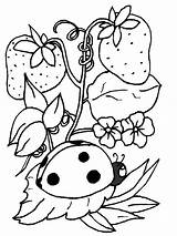 Ladybug Bug Ladybugs sketch template