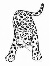 Leopard Sauvages Colorier Pantera Coloriages Animals Leopards Printablefreecoloring Drawings sketch template