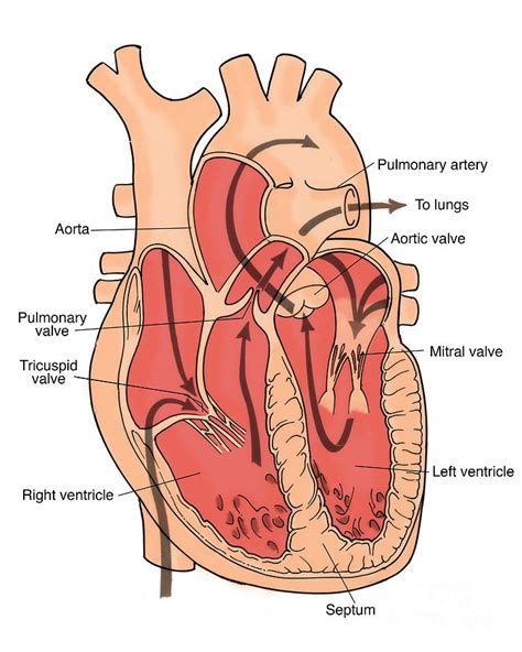 illustration  coronary circulation photograph  science source