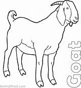 Goat Herbivorous Goats sketch template