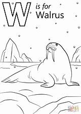 Coloring Walrus Pages Letter Printable Worm Preschool Dot Under Supercoloring sketch template