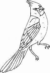Cardinal Drawing Coloring Line Bird Getdrawings sketch template