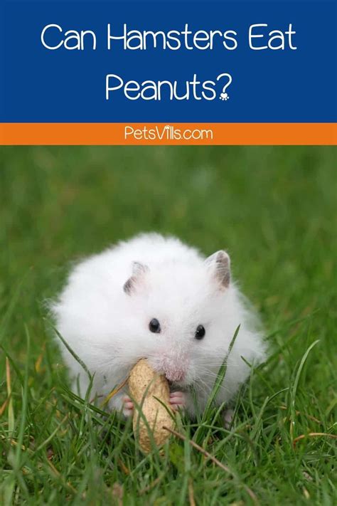 hamsters eat peanuts nutritious treats feeding tips