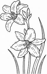 Daffodil Coloring Garden sketch template