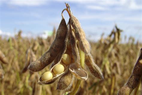 europes biggest soybean supplier    world grain