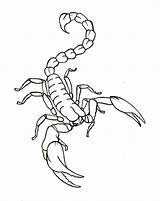 Scorpion Scorpio Stencils Escorpion Metacharis Alacran Scorpian Tatouage Whatever sketch template