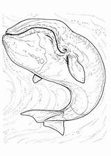 Wal Wale Ausmalbild Ausdrucken Blauwal sketch template