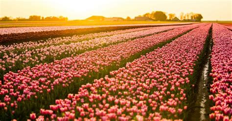 [video] gorgeous dutch tulips