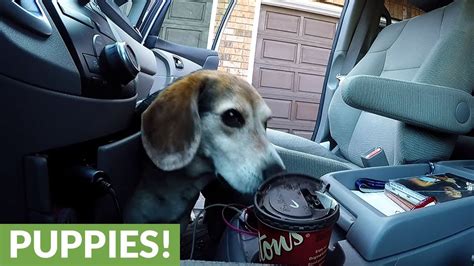 hidden camera catches crafty beagle stealing coffee without spilling it youtube