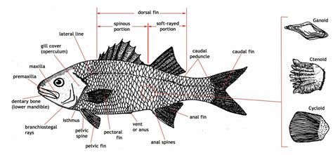 adw largefishdiagramjpg
