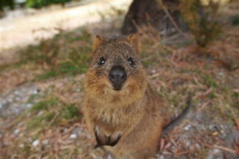 meet  quokka  smiling marsupial  western australia