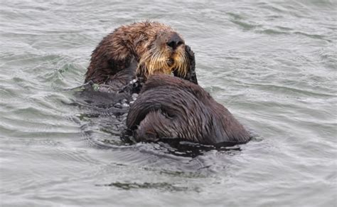 Sea Otter Sex Hard Orgasm