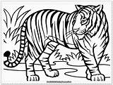 Coloring Pages Tigers Printable Color Kids Print Creativity Recognition Develop Ages Skills Focus Motor Way Fun sketch template
