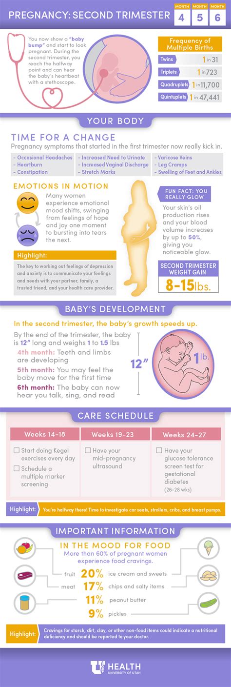 pregnancy second trimester university of utah health