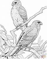 Coloring Pages Bird Realistic Falcon Birds Printable Tree Coloring4free Animal Canary Drawing Print Gif Quality High Animals Prey Trees Peacock sketch template