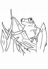 Tadpole Coloring Getcolorings sketch template