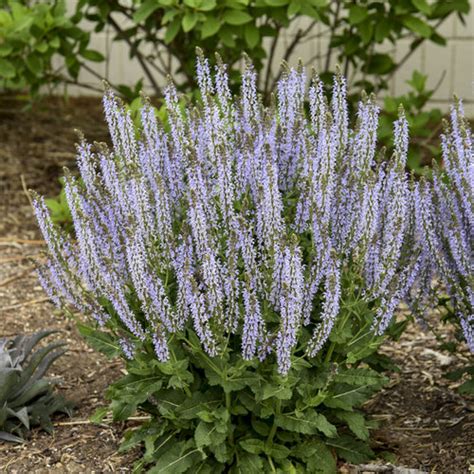 Color Spires® Crystal Blue Perennial Salvia Salvia