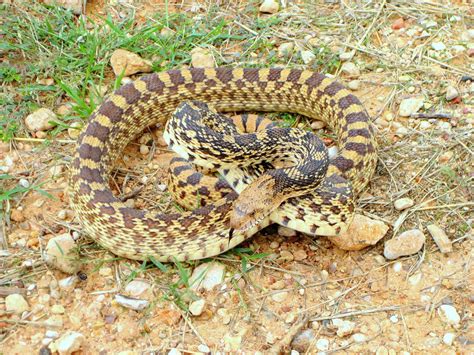 bull snake care sheet approved   herpetologist ball python