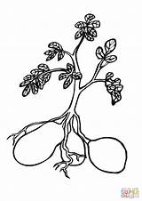 Potato Plant Coloring Pages Drawing Printable Potatoes Template Plants Color Tomato Vegetables Bug Online Sheets Super Printables Supercoloring sketch template