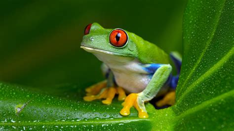 So Sexy These 6 Frogs Don’t Even Have To Be Princes In Disguise To Get