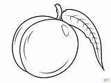 Nectarine Coloring Pages Leaf Drawing sketch template