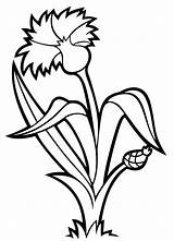 Cornflower Coloring Pages Flowers sketch template