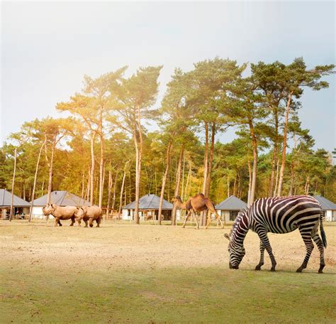 safaripark beekse bergen kurzurlaub auf aussergewohnlicher safari mitten  holland im zoo und