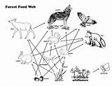 Coloring Food Forest Web Pages Webs Chains Preschool Children sketch template