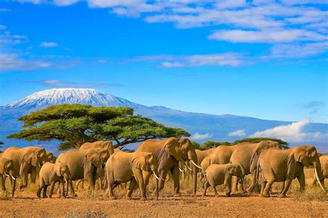 vakantie kenia bijzondere safaris en zonnige strandvakanties tui