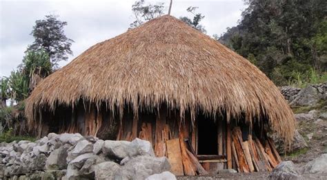 rumah honai rumah adat suku dani