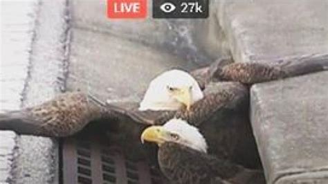 today in america a couple bald eagles got stuck in a storm drain