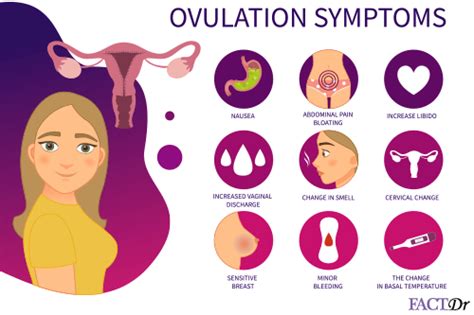 Ovulation Calendar And Calculator Pain Symptoms Cycle Timeline Factdr