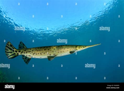 lepisosteus osseus longnose gar rainbow river dunnellon marion county florida united